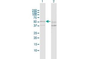 Western Blot analysis of SESN2 expression in transfected 293T cell line by SESN2 MaxPab polyclonal antibody.