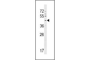 GPR63 Antibody (C-term) (ABIN1537234 and ABIN2848848) western blot analysis in CEM cell line lysates (35 μg/lane). (GPR63 anticorps  (C-Term))
