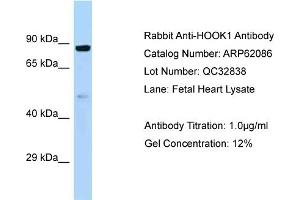 Western Blotting (WB) image for anti-Hook Homolog 1 (HOOK1) (C-Term) antibody (ABIN2789012) (HOOK1 anticorps  (C-Term))