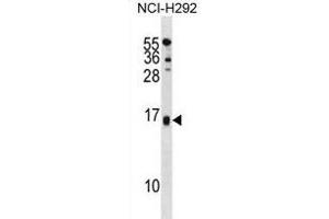 SELM Antibody (C-term) (ABIN1881785 and ABIN2839007) western blot analysis in NCI- cell line lysates (35 μg/lane). (SELM anticorps  (C-Term))