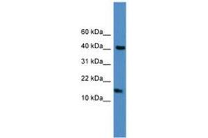 Image no. 1 for anti-Lipocalin 1 (LCN1) (C-Term) antibody (ABIN6745272) (Lipocalin 1 anticorps  (C-Term))