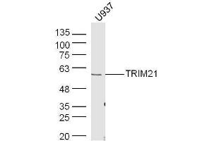 Human U937 lysates probed with Rabbit Anti-TRIM21 Polyclonal Antibody, Unconjugated  at 1:500 for 90 min at 37˚C. (TRIM21 anticorps  (AA 301-400))