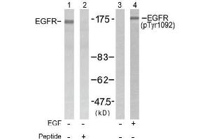 Image no. 1 for anti-Epidermal Growth Factor Receptor (EGFR) (pTyr1092) antibody (ABIN196761) (EGFR anticorps  (pTyr1092))