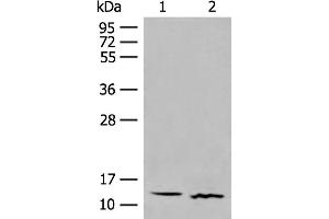 Western blot analysis of Human fetal brain tissue and Mouse thymus tissue lysates using GALP Polyclonal Antibody at dilution of 1:500
