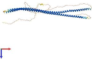 Syncoilin (Sync) (AA 1-470) protein (His tag)