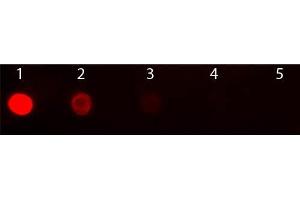 Dot Blot of Goat anti-Mouse IgG2b Antibody Texas Conjugated Pre-absorbed. (Chèvre anti-Souris IgG2b (Heavy Chain) Anticorps (Texas Red (TR)) - Preadsorbed)