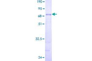 Image no. 1 for Peroxisomal Biogenesis Factor 12 (PEX12) (AA 1-359) protein (GST tag) (ABIN1314686)