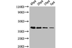Western Blot Positive WB detected in: Rosseta bacteria lysate at 40 μg, 20 μg, 10 μg, 5 μg All lanes: rbsK antibody, HRP conjugated at 0. (Ribokinase anticorps  (AA 1-309) (HRP))