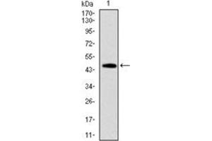 Western Blotting (WB) image for anti-TNF Receptor Superfamily, Member 6 (FAS) antibody (ABIN1106617) (FAS anticorps)