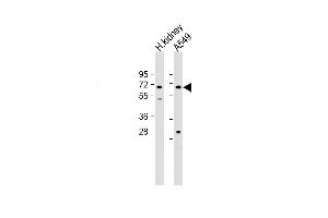 All lanes : Anti-HHLA2 Antibody (N-term) at 1:2000 dilution Lane 1: Human kidney lysate Lane 2: A549 whole cell lysate Lysates/proteins at 20 μg per lane.
