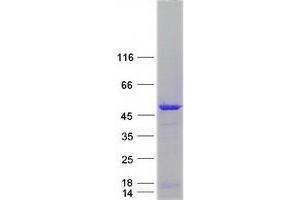 Validation with Western Blot (NEIL1 Protein (Myc-DYKDDDDK Tag))