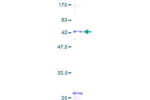 SDS-PAGE (SDS) image for Branched Chain Amino-Acid Transaminase 1, Cytosolic (BCAT1) (AA 1-320) protein (GST tag) (ABIN1346515)