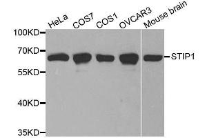 Western blot analysis of extracts of various cell lines, using STIP1 antibody. (STIP1 anticorps  (AA 1-300))