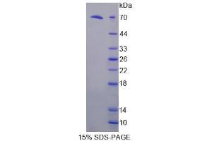 SDS-PAGE analysis of Mouse FKBPL Protein. (FKBPL Protéine)