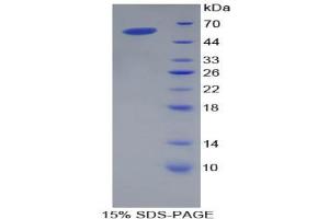 SDS-PAGE analysis of Pig Apolipoprotein A1 Protein. (APOA1 Protéine)