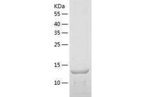 Western Blotting (WB) image for Triggering Receptor Expressed On Myeloid Cells 2 (TREM2) (AA 19-161) protein (His tag) (ABIN7125494)