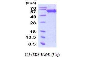 SDS-PAGE (SDS) image for Secernin 1 (SCRN1) (AA 1-414) protein (His tag) (ABIN5778857) (Secernin 1 Protein (SCRN1) (AA 1-414) (His tag))