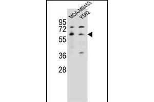 HTR3A Antibody (N-term) (ABIN656126 and ABIN2845467) western blot analysis in MDA-M,K562 cell line lysates (35 μg/lane). (Serotonin Receptor 3A anticorps  (N-Term))