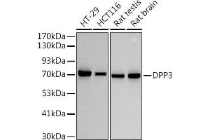 Western blot analysis of extracts of various cell lines, using (ABIN7266782) at 1:500 dilution. (DPP3 anticorps)