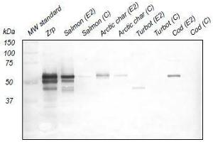 Western Blotting (WB) image for anti-Zona Radiata Protein antibody (ABIN108742) (Zona Radiata Protein anticorps)
