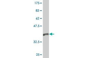 Western Blot detection against Immunogen (36.