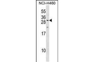 Western blot analysis in NCI-H460 cell line lysates (35ug/lane). (MPZL2 anticorps  (AA 67-94))