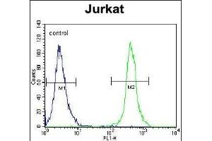 SLC43A2 Antibody (Center) (ABIN654020 and ABIN2843943) flow cytometric analysis of Jurkat cells (right histogram) compared to a negative control cell (left histogram).