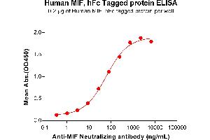 ELISA plate pre-coated by 2 μg/mL (100 μL/well) Human MIF Protein, hFc Tag (ABIN7092690, ABIN7272330 and ABIN7272331) can bind Anti-MIF Neutralizing antibody ABIN7477997 and ABIN7490934 in a linear range of 3.