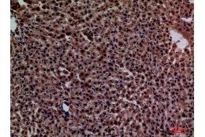 Immunohistochemistry (IHC) analysis of paraffin-embedded Rat liver, antibody was diluted at 1:100.