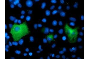 Anti-PSMD2 mouse monoclonal antibody (ABIN2454811) immunofluorescent staining of COS7 cells transiently transfected by pCMV6-ENTRY PSMD2 (RC203204). (PSMD2 anticorps)