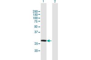 Western Blot analysis of NSMCE1 expression in transfected 293T cell line by NSMCE1 MaxPab polyclonal antibody. (NSMCE1 anticorps  (AA 1-256))