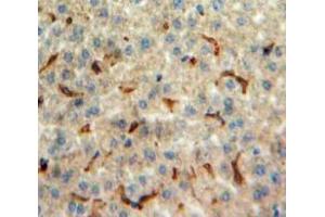 IHC-P analysis of Liver tissue, with DAB staining. (Orexin A anticorps  (AA 33-124))