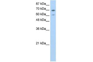 WB Suggested Anti-ILF3 Antibody Titration:  0. (Interleukin enhancer-binding factor 3 (ILF3) (N-Term) anticorps)