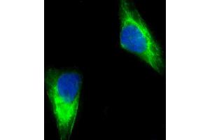 Immunofluorescent analysis of 4 % paraformaldehyde-fixed, 0.