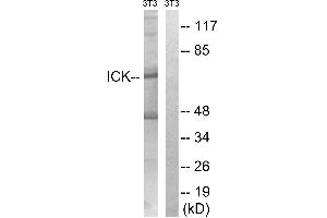 Western blot analysis of extracts from 3T3 cells, treated with PBS (10uM, 60mins), using ICK (Ab-159) antibody. (JAK3 anticorps  (Tyr159))