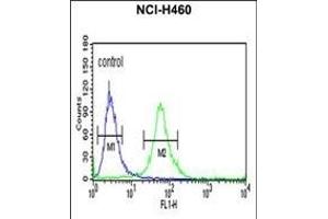 ITGBL1 Antibody (Center) (ABIN652727 and ABIN2842482) flow cytometric analysis of NCI- cells (right histogram) compared to a negative control cell (left histogram).