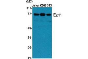 Western Blot (WB) analysis of specific cells using Ezrin Polyclonal Antibody. (Ezrin anticorps  (Tyr315))