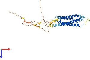 AlphaFold protein structure predicition of Human Recombinant MS4A8 Protein, UniprotID Q9BY19