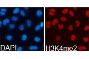 Immunofluorescence analysis of 293T cell using H3K4me2antibody. (Histone 3 anticorps  (H3K4me2))