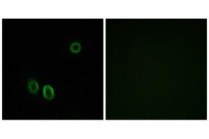 Immunofluorescence analysis of A549 cells, using OR51E1 antibody. (OR51E1 anticorps  (C-Term))