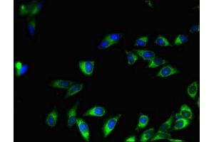 Immunofluorescent analysis of Hela cells using ABIN7160866 at dilution of 1:100 and Alexa Fluor 488-congugated AffiniPure Goat Anti-Rabbit IgG(H+L)