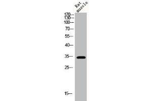 Western Blot analysis of rat-musle cells using Phospho-Cyclin D1 (T286) Polyclonal Antibody (Cyclin D1 anticorps  (pThr286))