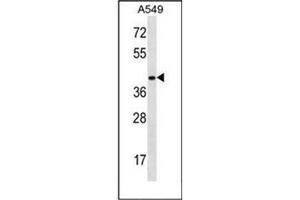 Western blot analysis of HOXD11 Antibody (Center) in A549 cell line lysates (35ug/lane). (HOXD11 anticorps  (Middle Region))