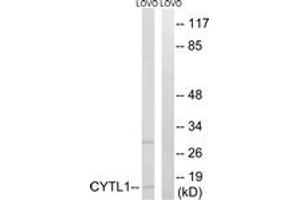 Western blot analysis of extracts from LOVO cells, using CYTL1 Antibody. (CYTL1 anticorps  (AA 61-110))