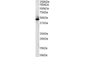 Image no. 1 for anti-Adrenergic, beta-2-, Receptor, Surface (ADRB2) (C-Term) antibody (ABIN374608) (beta 2 Adrenergic Receptor anticorps  (C-Term))