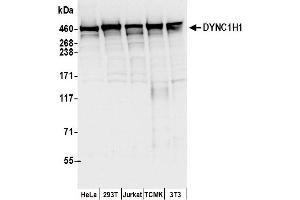 Western Blotting (WB) image for anti-Dynein, Cytoplasmic 1, Heavy Chain 1 (DYNC1H1) (AA 1250-1300) antibody (ABIN7450192)