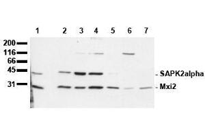 Western Blotting (WB) image for anti-Mitogen-Activated Protein Kinase 14 (MAPK14) (N-Term) antibody (ABIN126843) (MAPK14 anticorps  (N-Term))