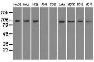 Image no. 2 for anti-Neurotrophic tyrosine Kinase, Receptor, Type 3 (NTRK3) antibody (ABIN1499843) (NTRK3 anticorps)
