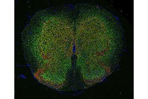 Indirect immunofluorescence labeling of PFA fixed, paraffin embedded mouse spinal cord with anti-GlyT 2 (dilution 1 : 500; green) and guinea pig anti-VGluT 2 (, dilution 1 : 500; red).