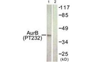 Western blot analysis of extracts from COS7 cells treated with Nocodazole 1ug/ml 16h, using AurB (Phospho-Thr232) Antibody. (Aurora Kinase B anticorps  (pThr232))